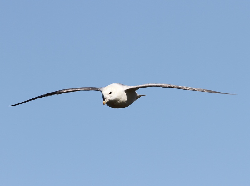 Noordse Stormvogel - Northern Fulmar