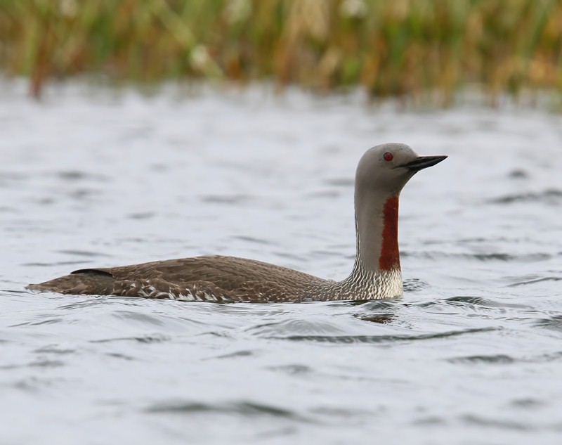 Roodkeelduiker - Red-throated Loon