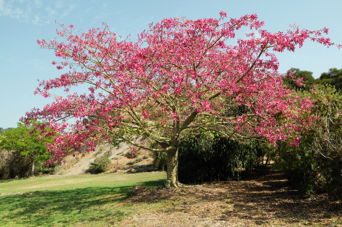 Silk Floss tree  ( Chorisia Speciosa )