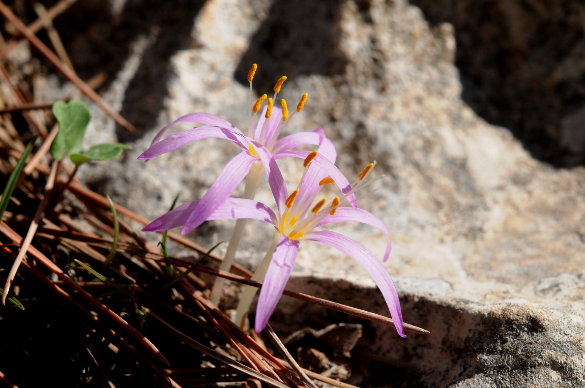   Stevens Meadow saffron ( Colchicum stevenii )