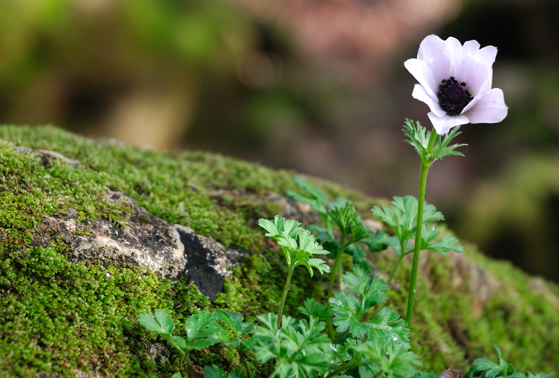 Crown Anemone  (Anemone coronaria)