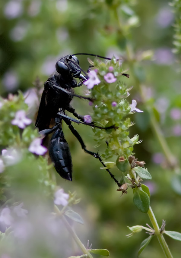 _MG_0041 Blue Mud Wasp