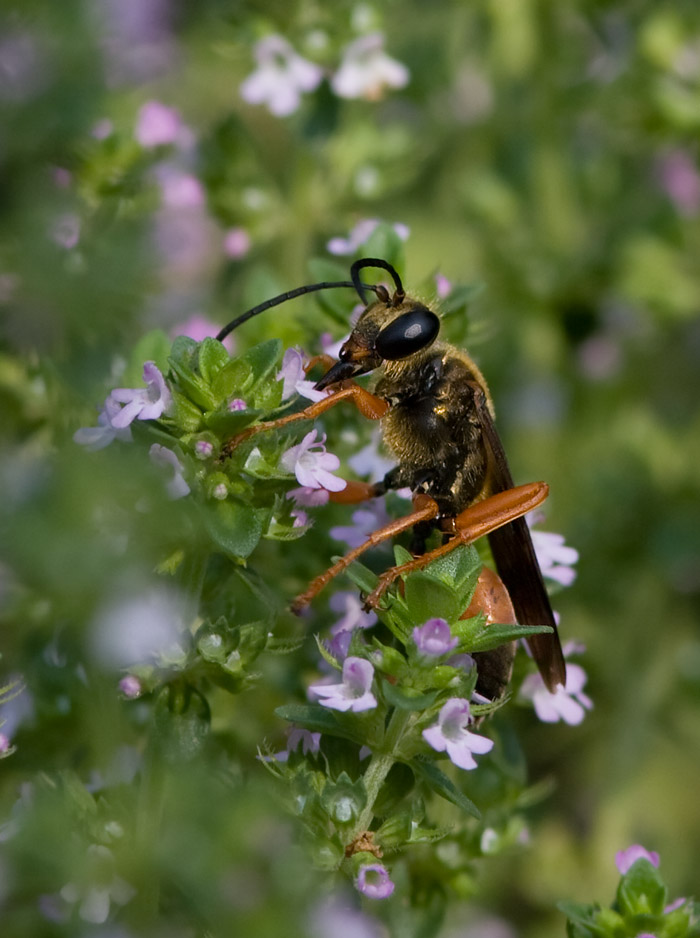 _MG_0057 Wasp with Color
