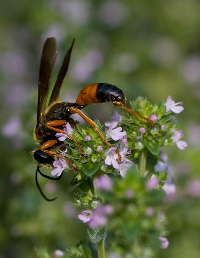 _MG_0060 Orange Black Wasp