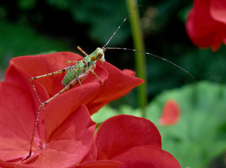 IMG_6048 Katydid Nymph