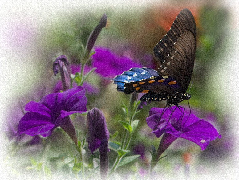 _MG_1505 Butterfly on Petunia
