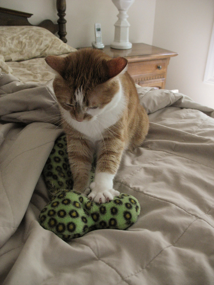 IMG_6120 Kneading Rickys Toy