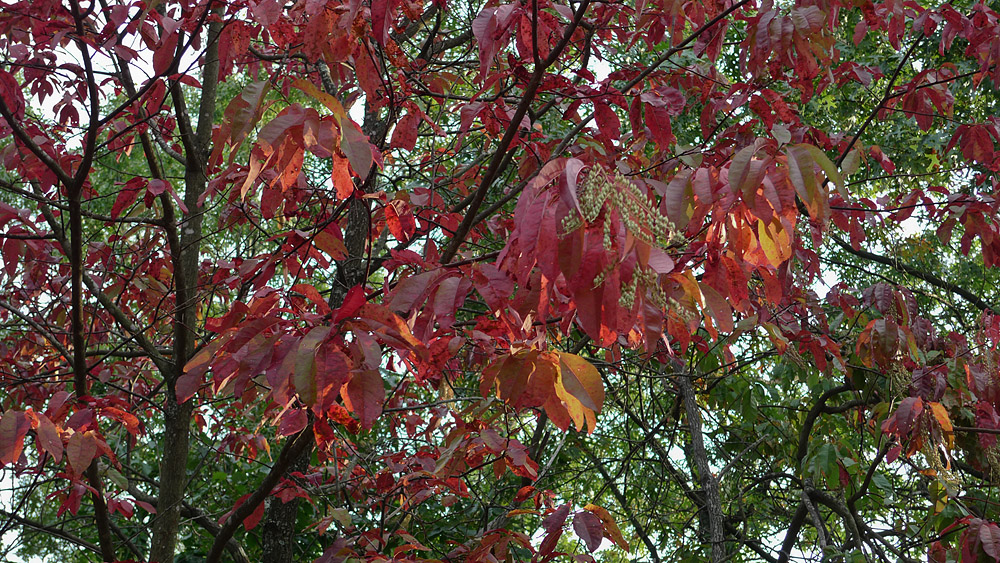 P1000011R Sourwood