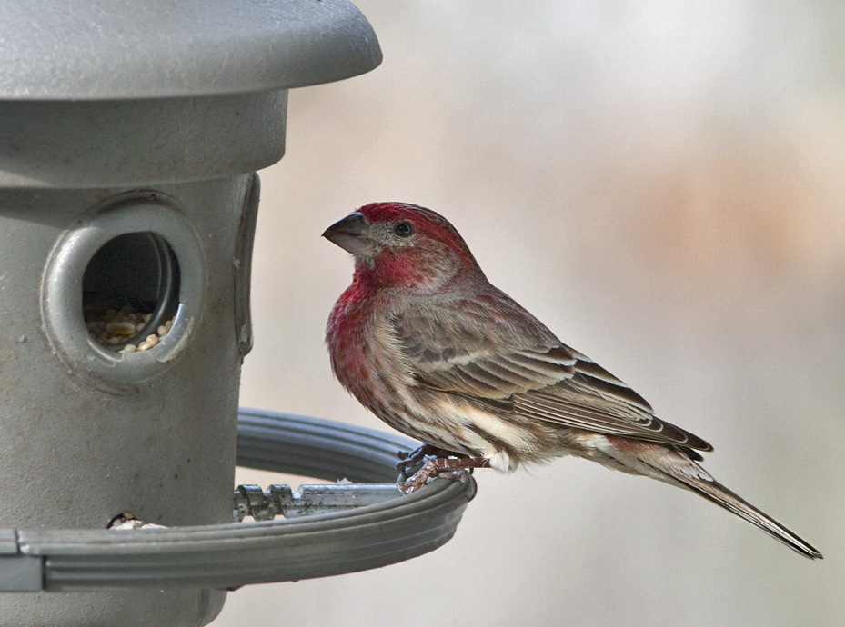 _MG_6953  House Finch?