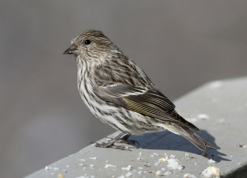 _MG_2577 Pine siskin