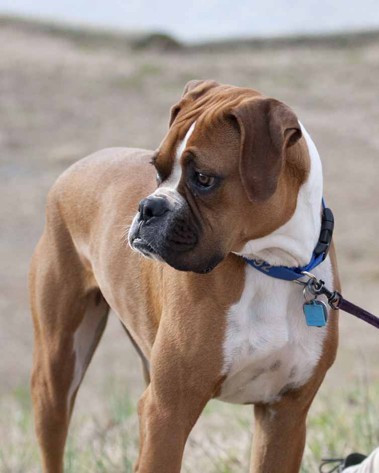 _MG_7267 Handsome Boxer