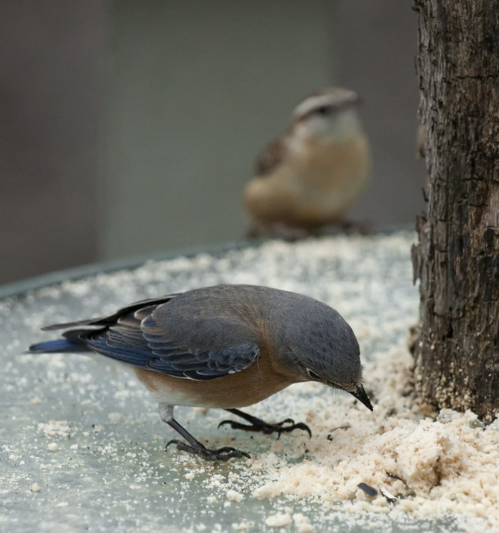 _MG_7358 Mrs. Bluebird