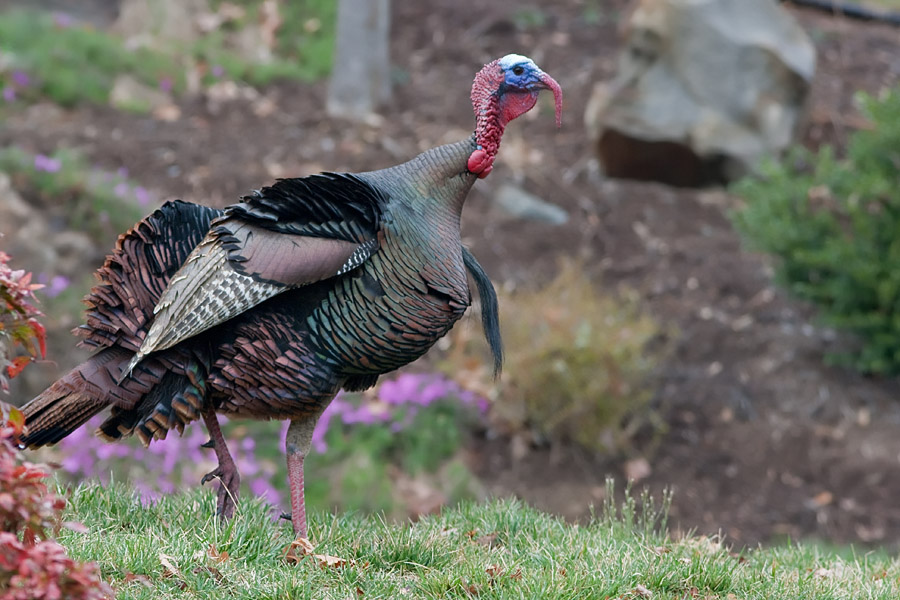 _MG_2652 Strutting his stuff