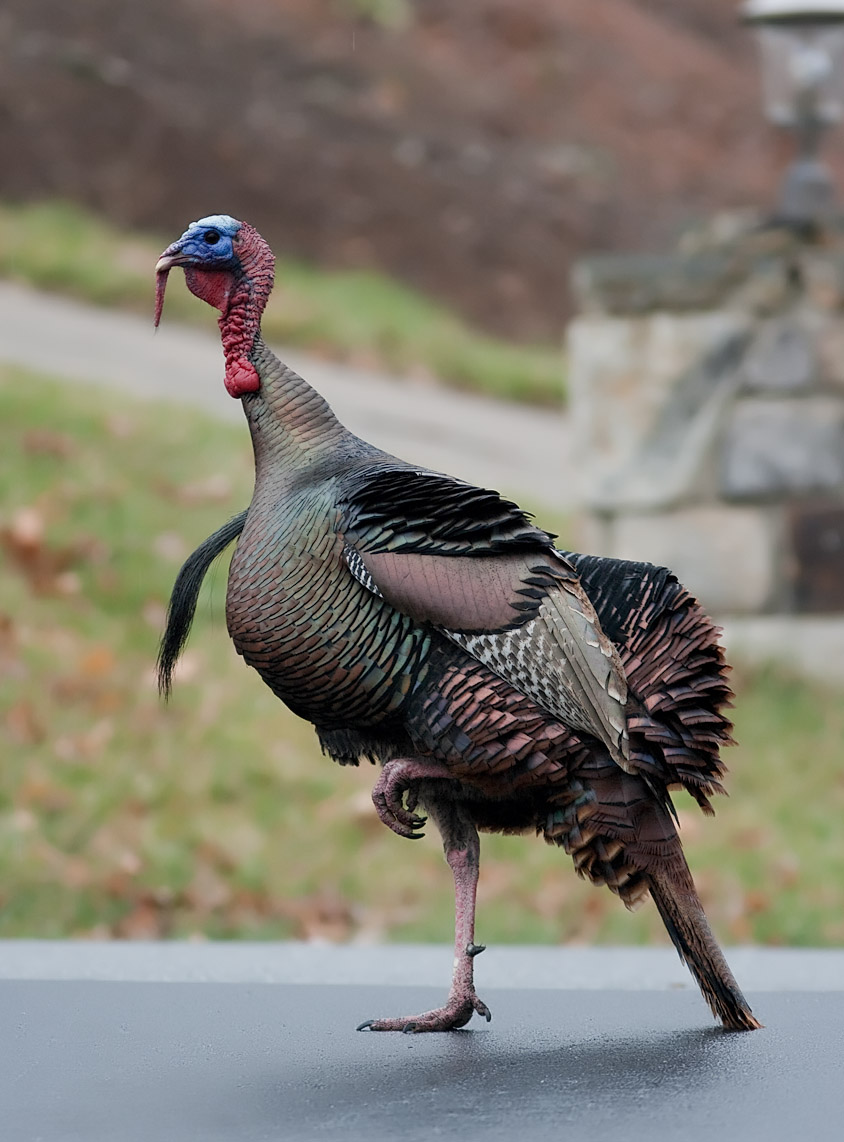 _MG_2660 Tom Turkey On the Go