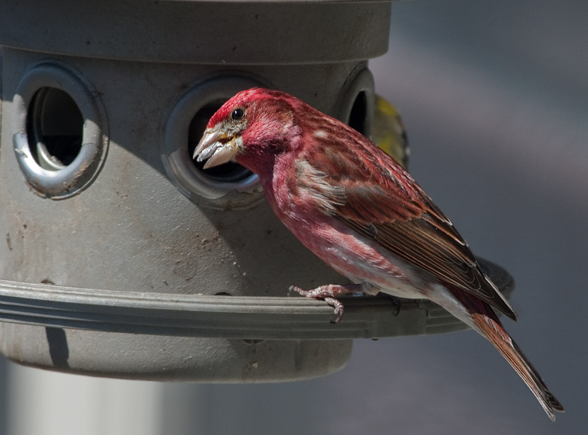 _MG_7412 Purple Finch.
