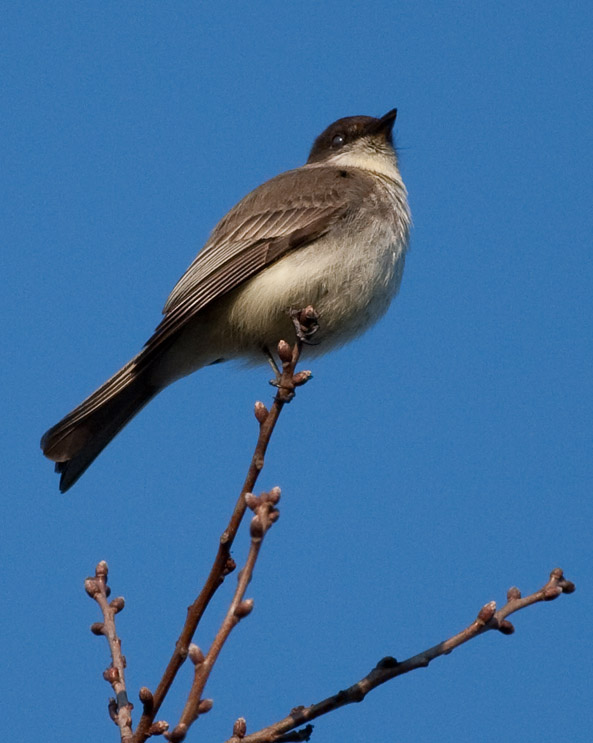 _MG_7497 Eastern Phoebe