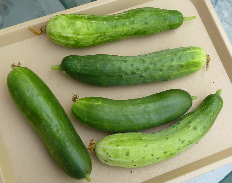P1000023 Todays Pickings