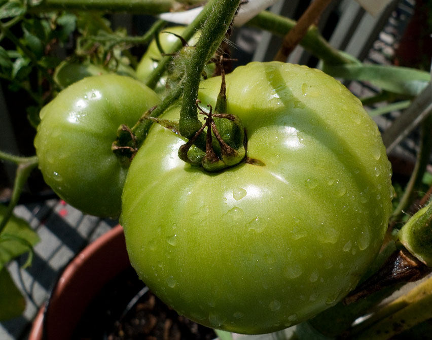 P1050624 Sun Shower Tomatoes