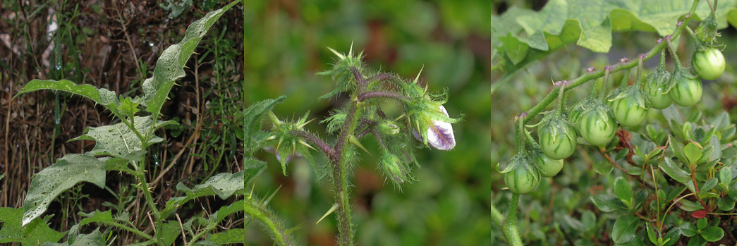 Thorny Pest