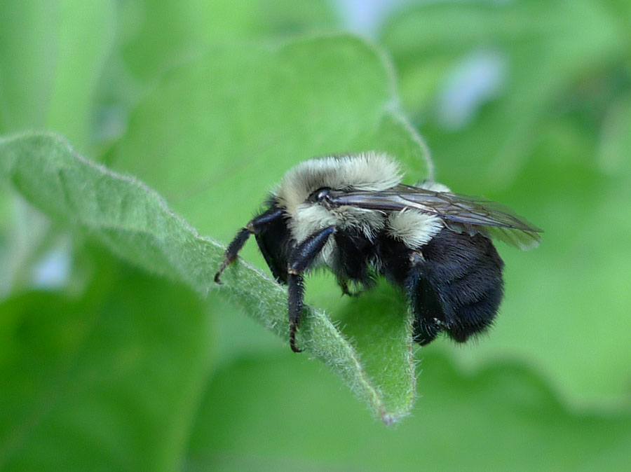 When a Bee Lies Sleeping....
