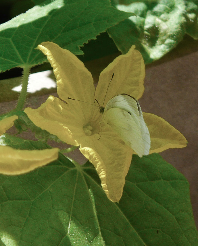 P1020428 Cabbage Butterfly on cucumber blossom