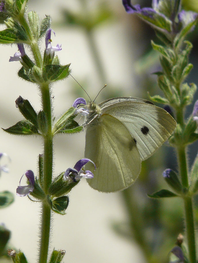 P1020425 Cabbage butterfly