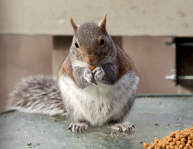 _MG_0130 Eating cat food