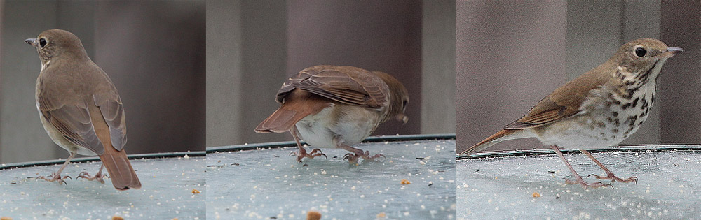 Hermit Thrush
