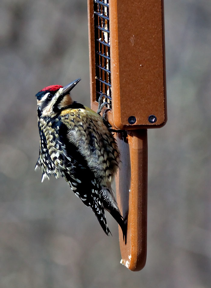 _MG_0100 Female Yellow Bellied Sapsucker
