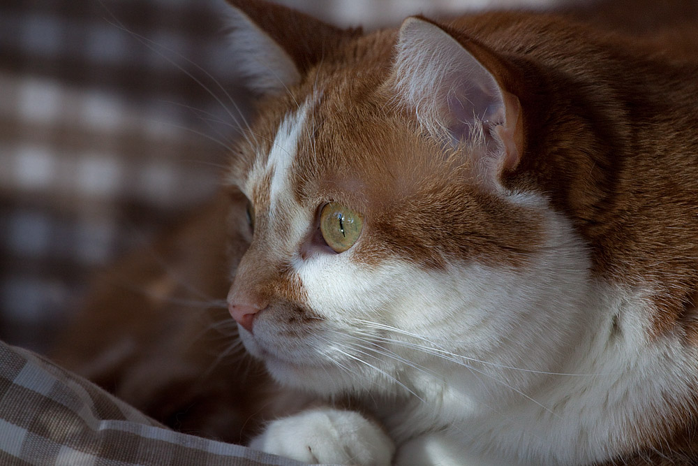 _MG_0020 Birdwatcher.