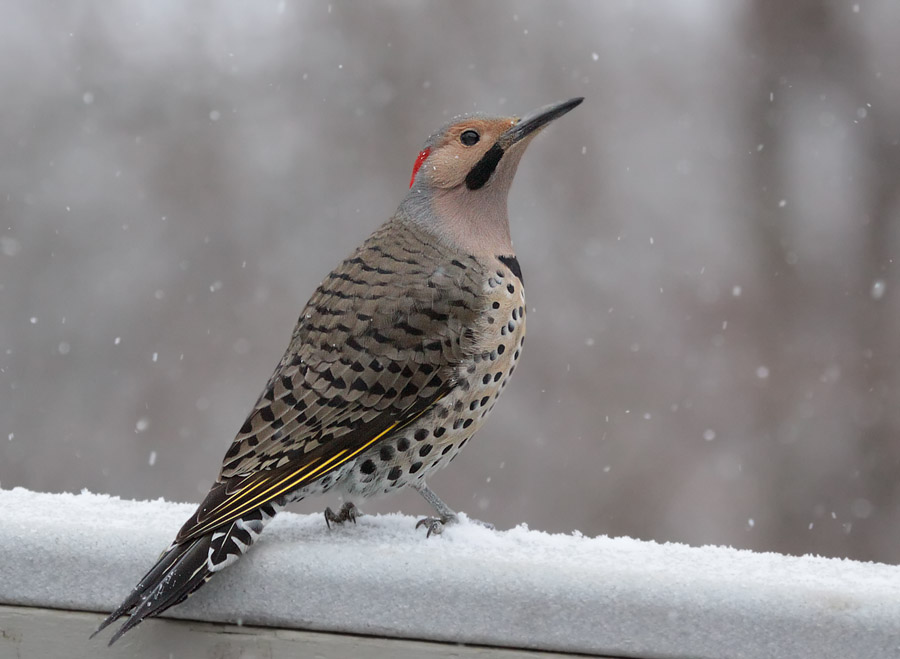 _MG_0092 Northern Flicker in Snow