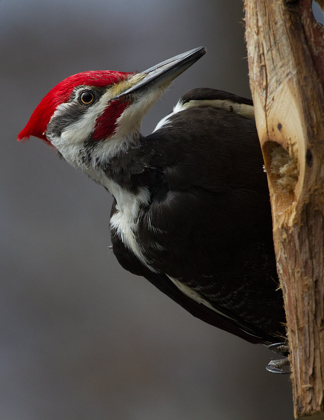 _MG_0441  Male Pileated Woodpecker