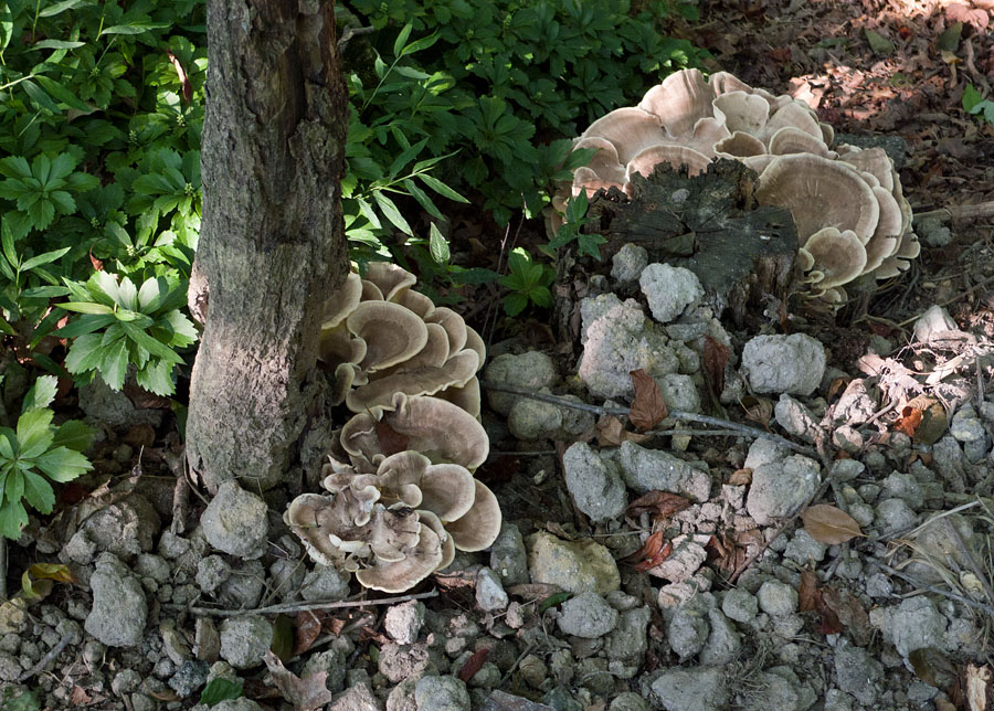 P1080466 Shelf Fungus