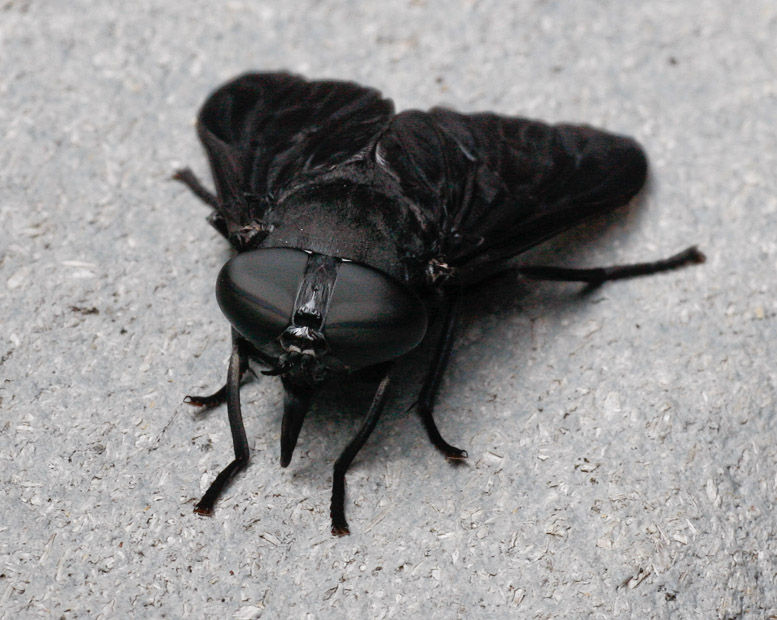 _MG_1747 Horsefly