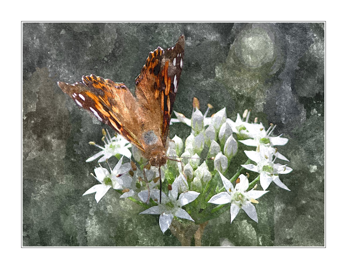 FotoSketcher - _MG_2727 Butterfly