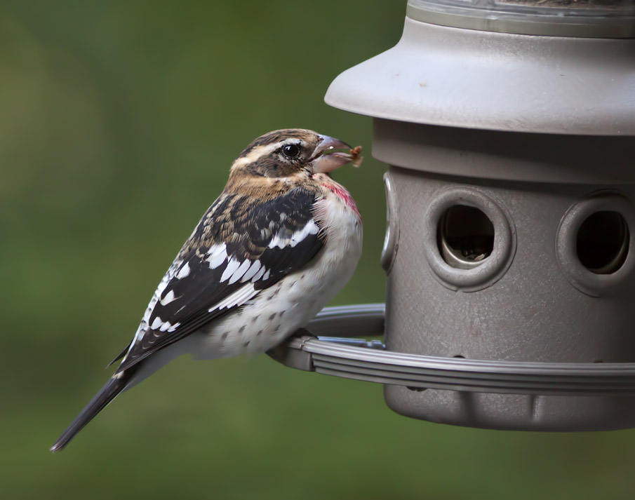 _MG_1234  Immature Male Rose Breasted Grosbeak