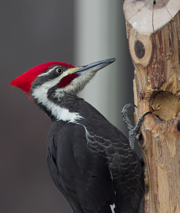 _MG_3767 Male Pileated Woodpecker