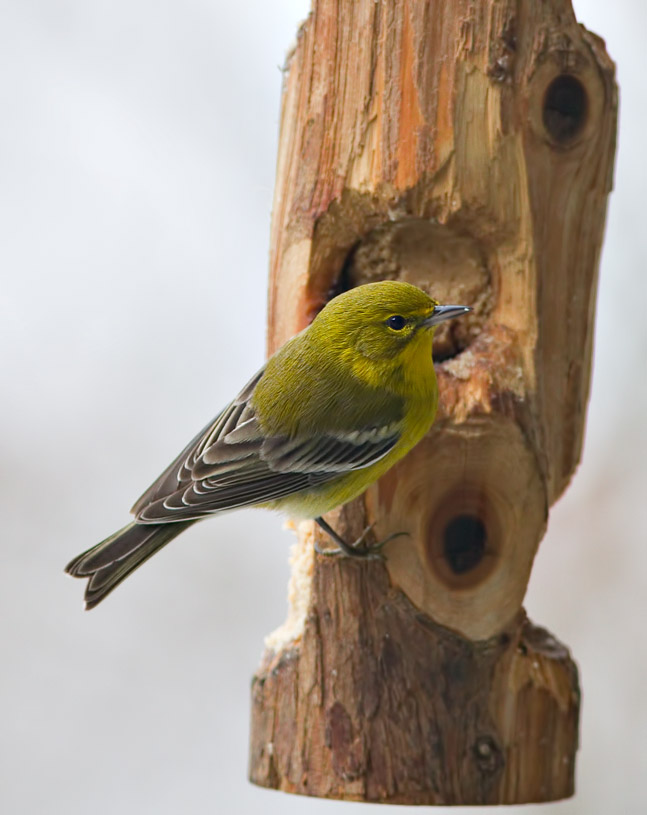 _MG_3840 Pine Warbler