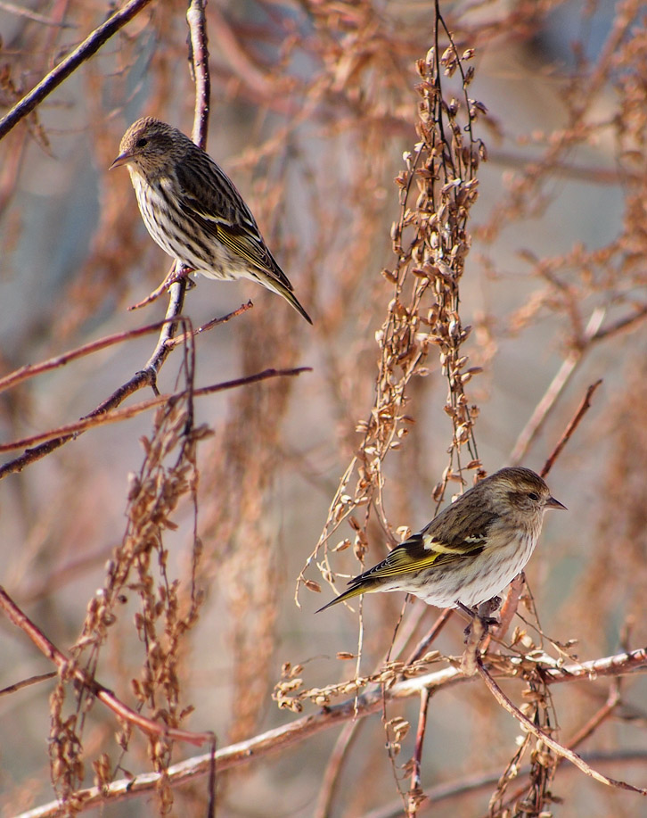 P1141792 Manual Focus - Pine Siskins