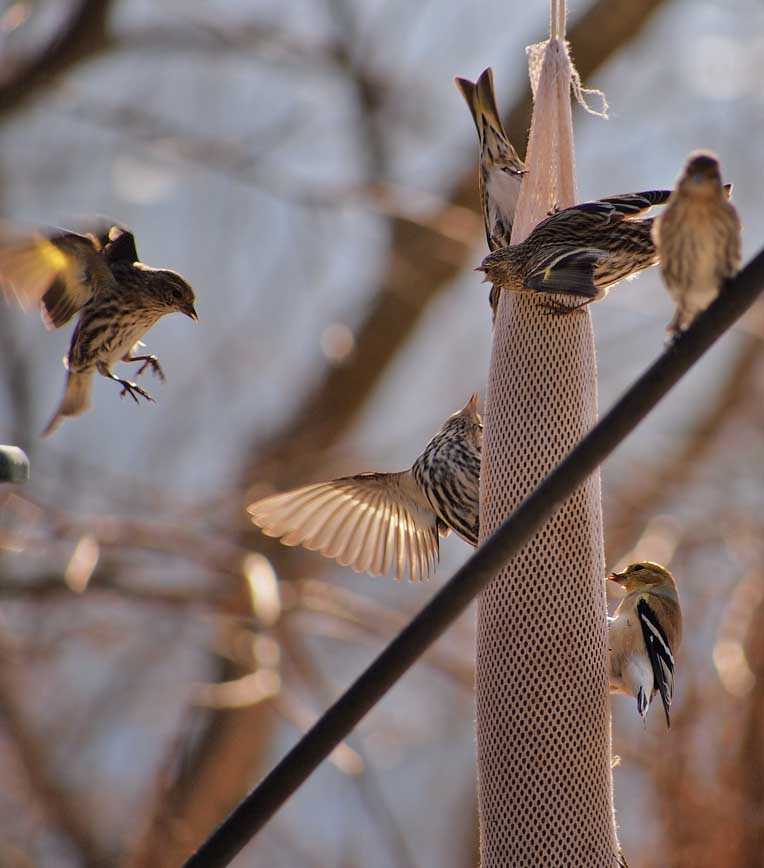 P1161880 Feeding Frenzy at the Nyjer Bag