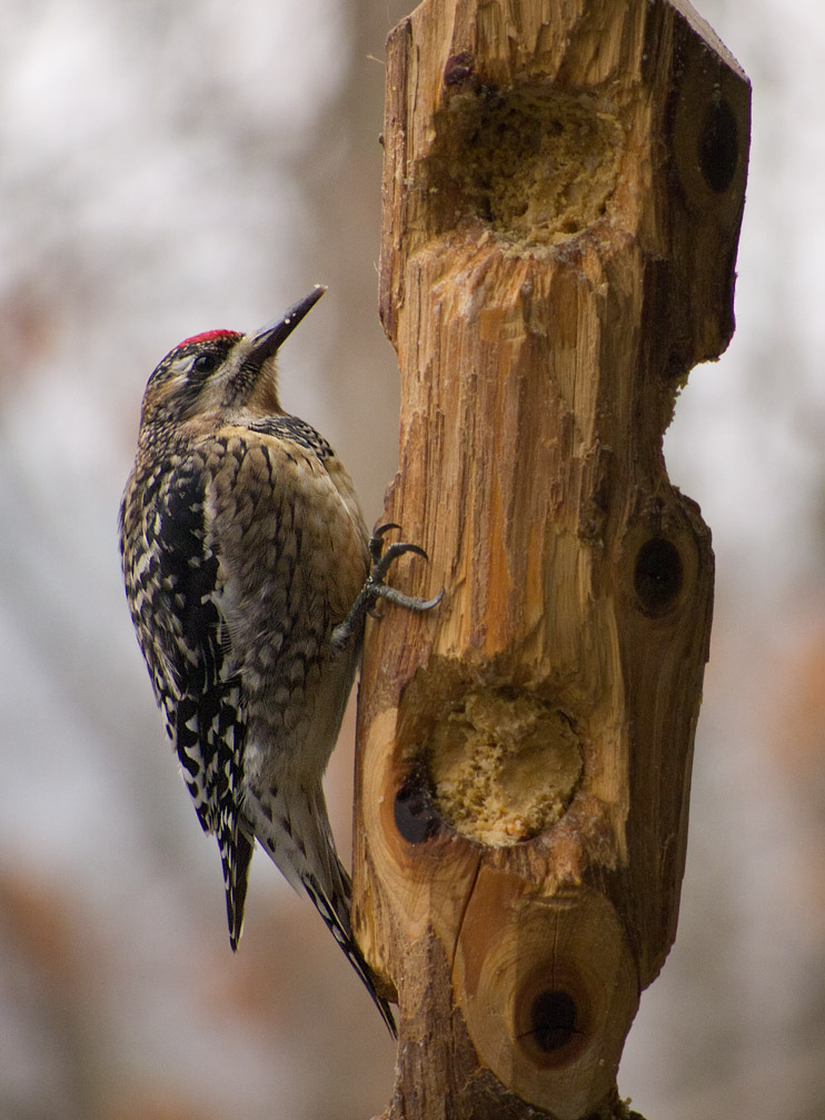 P1181922 Yellow Bellied Sapsucker