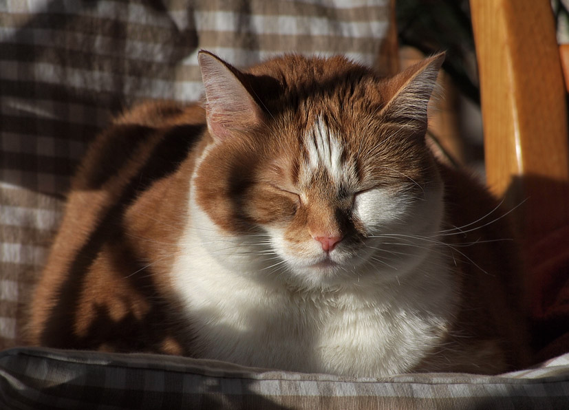 P1211997 Sunbather