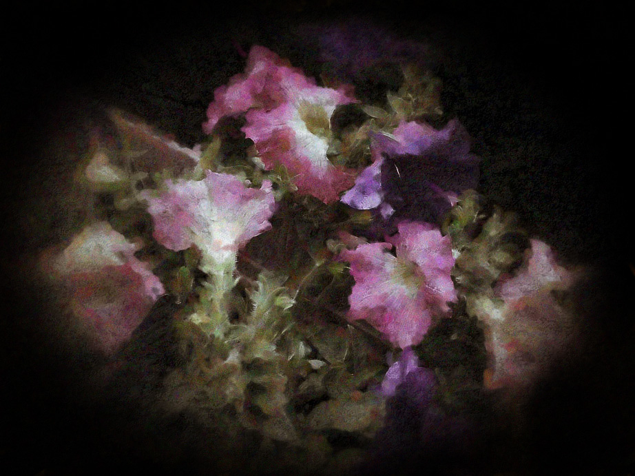 Petunias