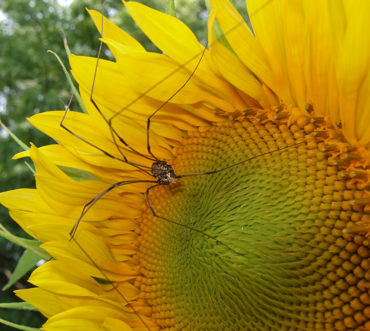 DSCF7713 Harvestman on Sunflower