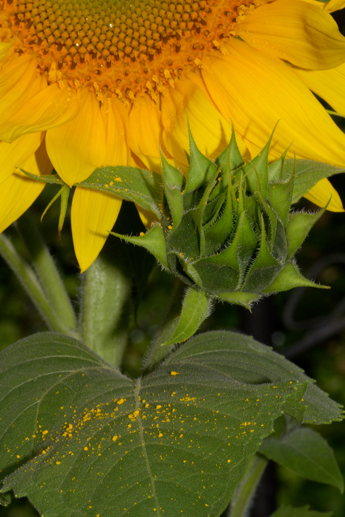 _MG_5210 Prime Time Sunflower