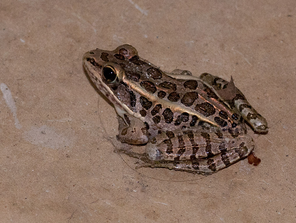 _MG_4514 I THINK it may be a Southern Leopard Frog