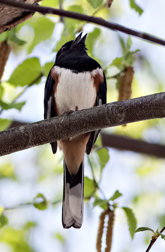 _MG_7010 Towhee