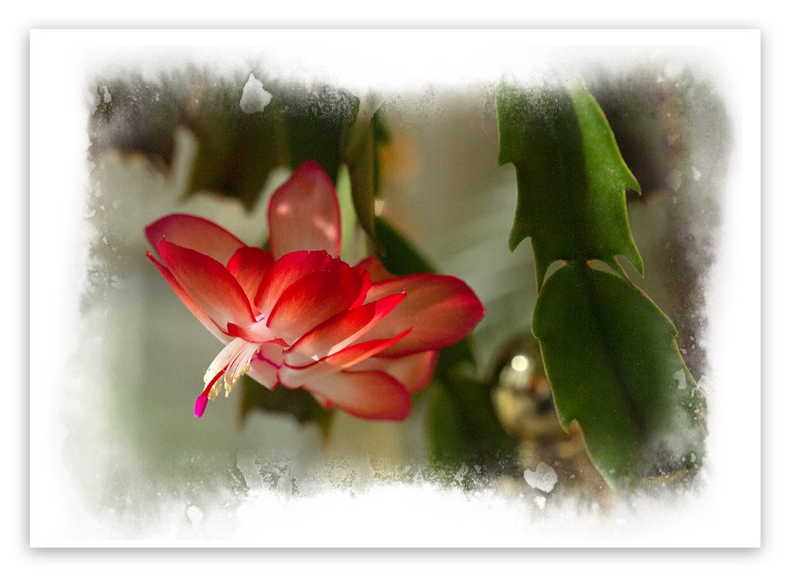 P4085884 Late Day Schlumbergera