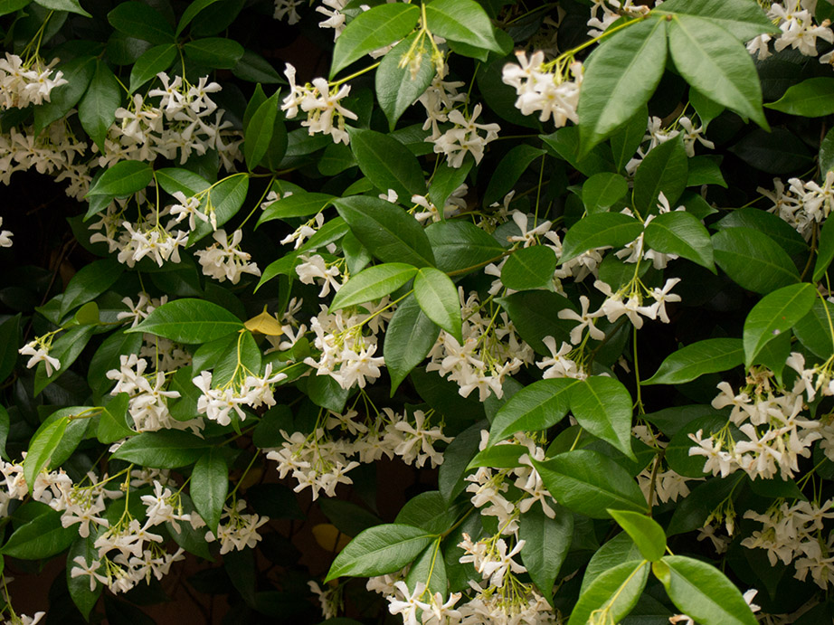 P1030946 Confederate Jasmine