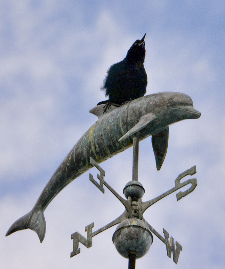 P1030976 Grackle on Weathervane